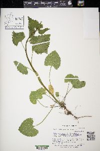 Alliaria petiolata image