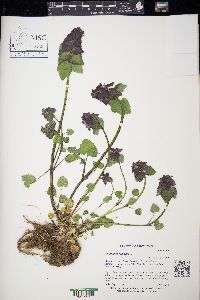 Lamium purpureum image