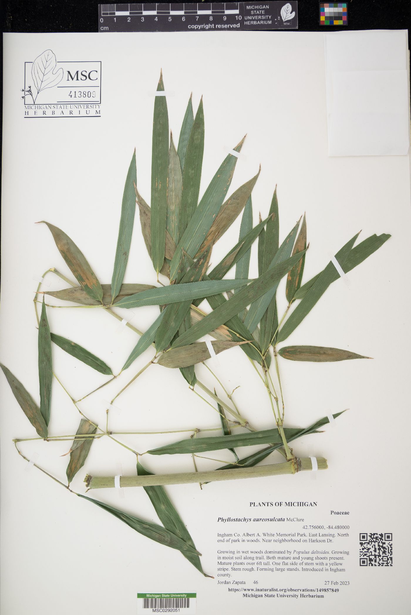Phyllostachys aureosulcata image