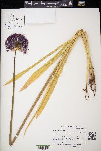 Allium giganteum image