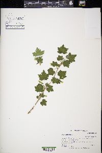 Ribes cynosbati image