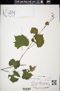 Vitis rotundifolia image