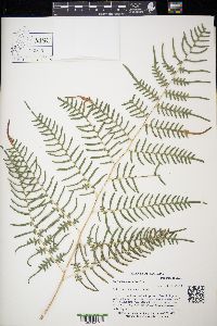 Pteridium caudatum image