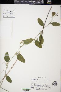 Smilax auriculata image