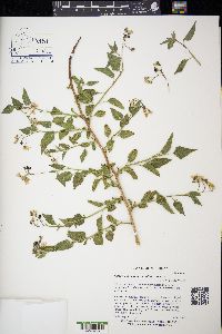 Solanum dulcamara f. albiflorum image