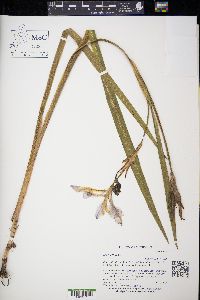 Iris virginica image