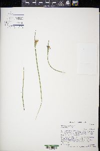 Sisyrinchium albidum image