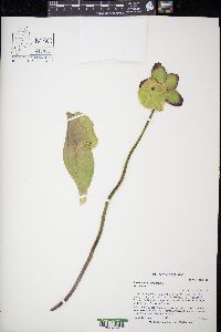 Sarracenia purpurea image