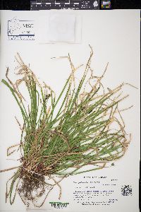 Carex pedunculata image