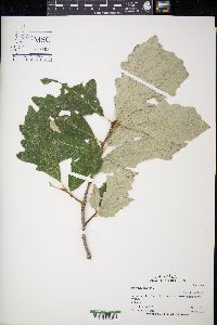 Quercus bicolor image