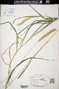 Setaria pumila image