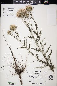 Cirsium discolor image