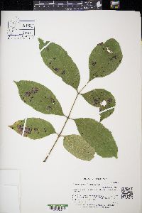 Fraxinus pennsylvanica image