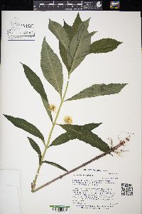 Lysimachia thyrsiflora image