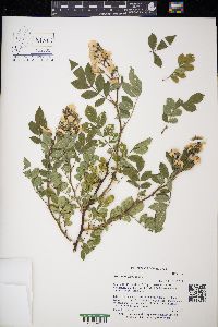 Rosa multiflora image