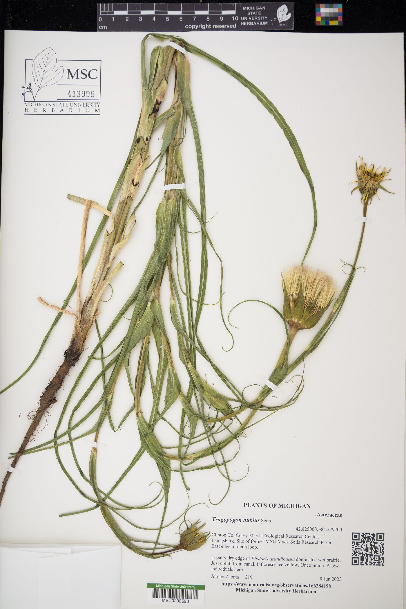 Tragopogon x crantzii image