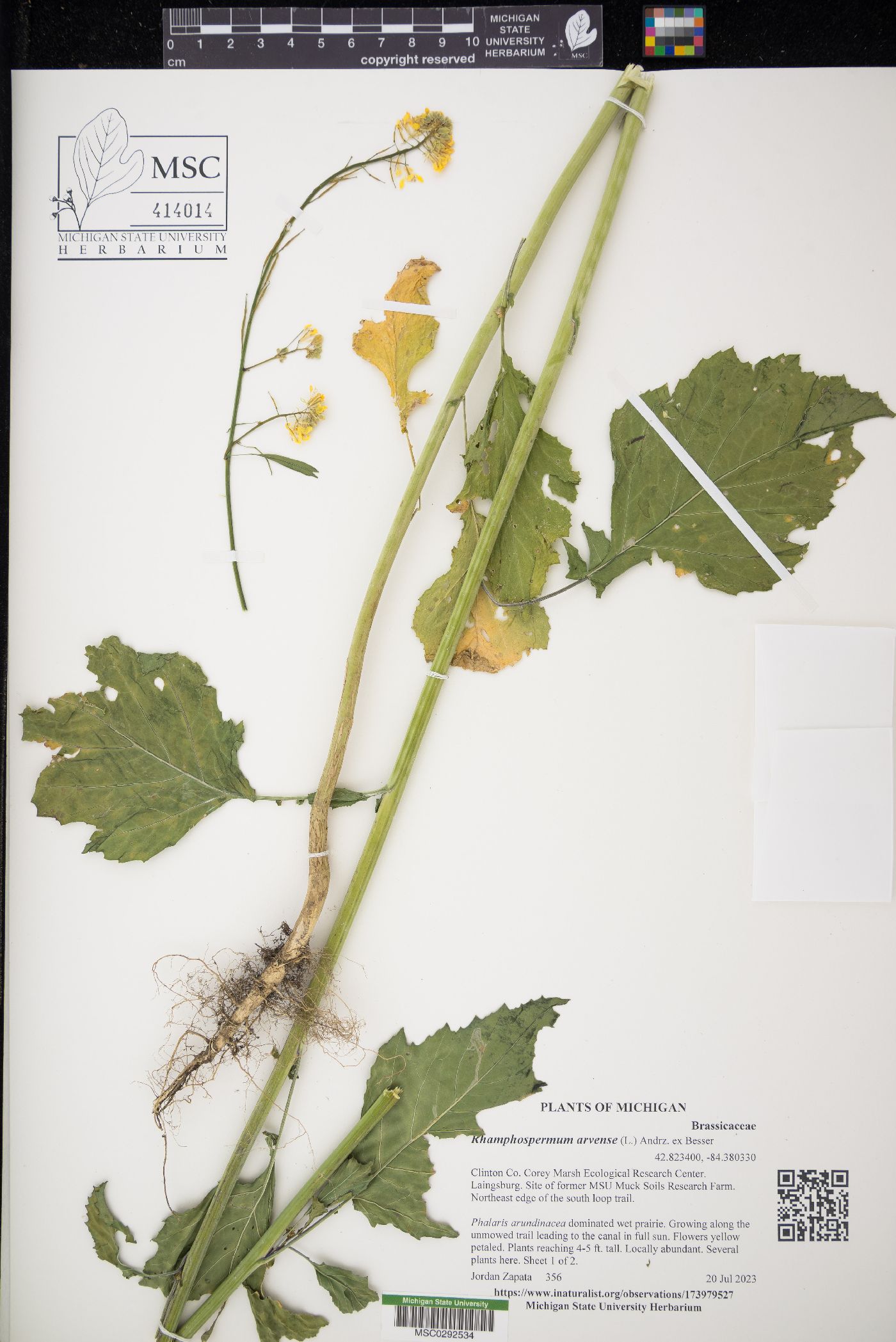 Rhamphospermum arvense image