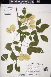 Staphylea trifolia image