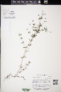 Galium obtusum image