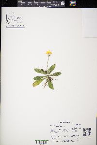 Pilosella officinarum image