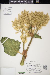 Rheum × hybridum image