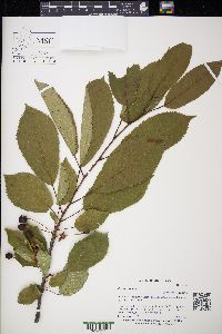 Prunus avium image