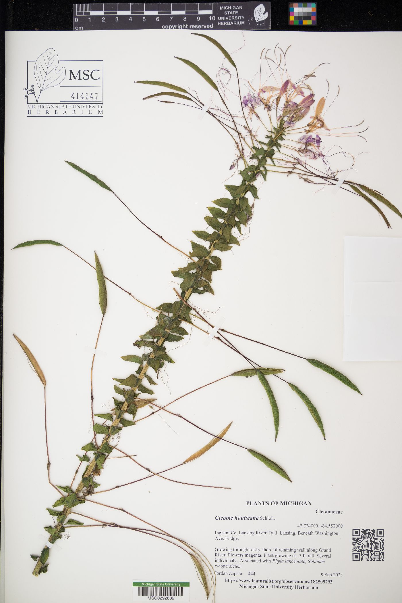 Cleome houtteana image