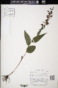 Epipactis helleborine image