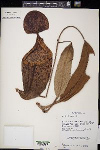 Nepenthes burbidgeae image