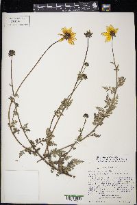 Bidens triplinervia image