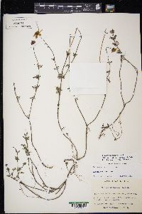 Bidens triplinervia image