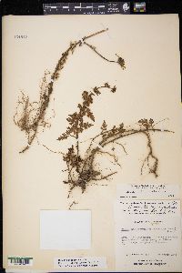 Bidens triplinervia image