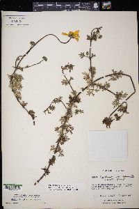 Bidens triplinervia image