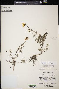 Bidens triplinervia image