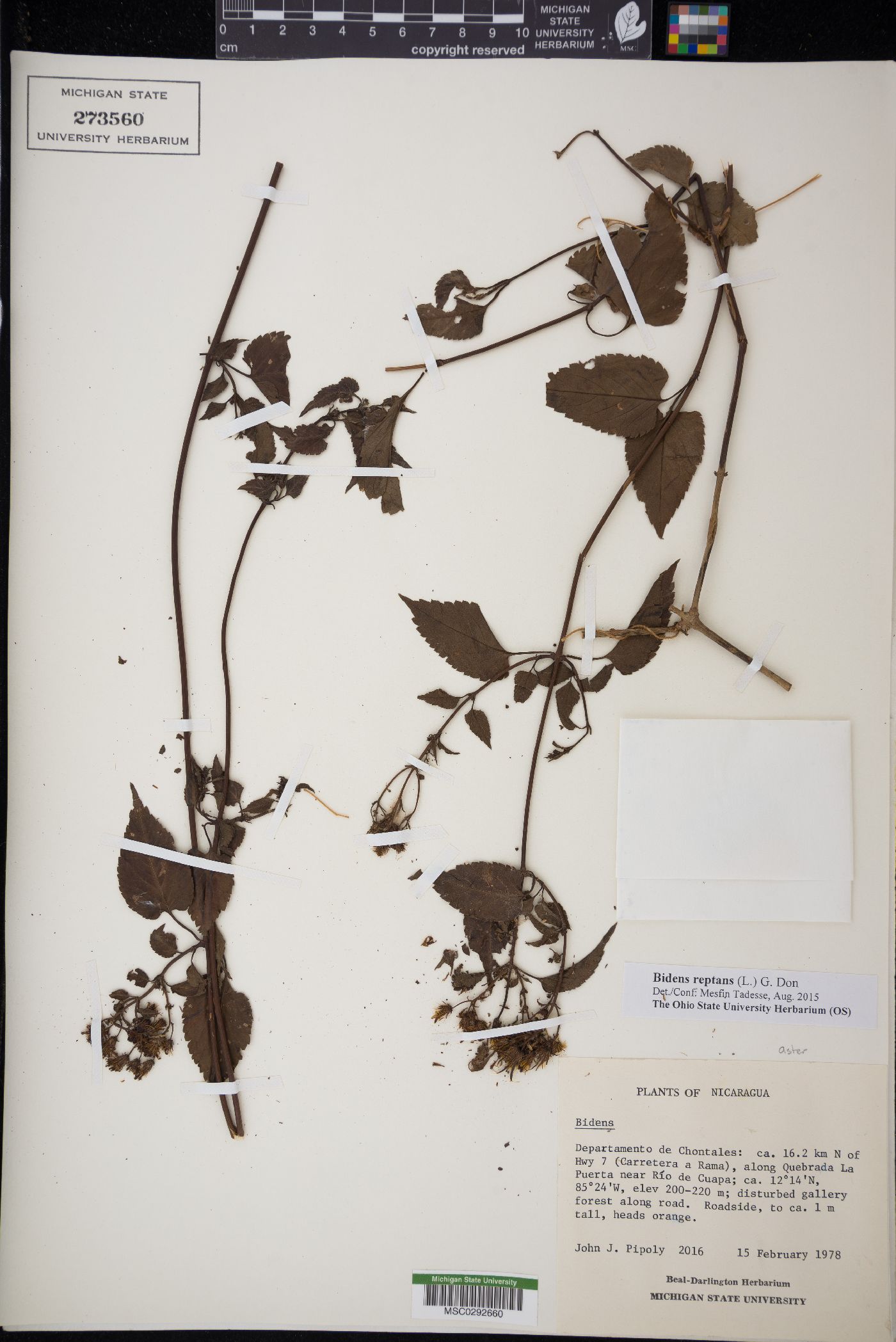 Bidens reptans image