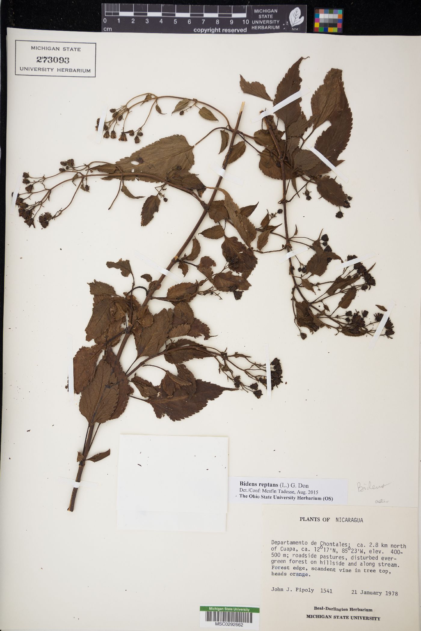 Bidens reptans image