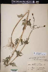 Bidens subalternans image