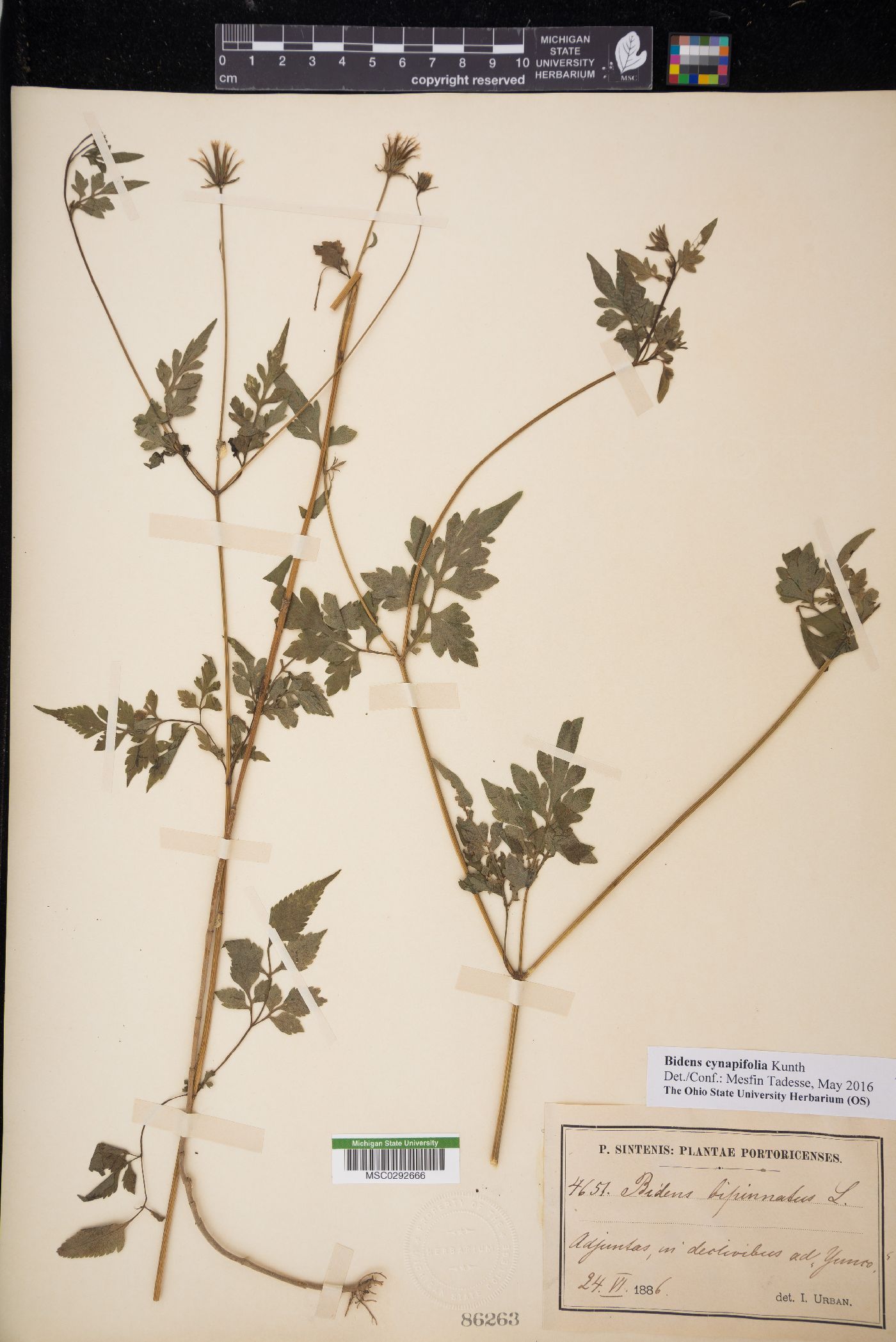 Bidens cynapiifolia image