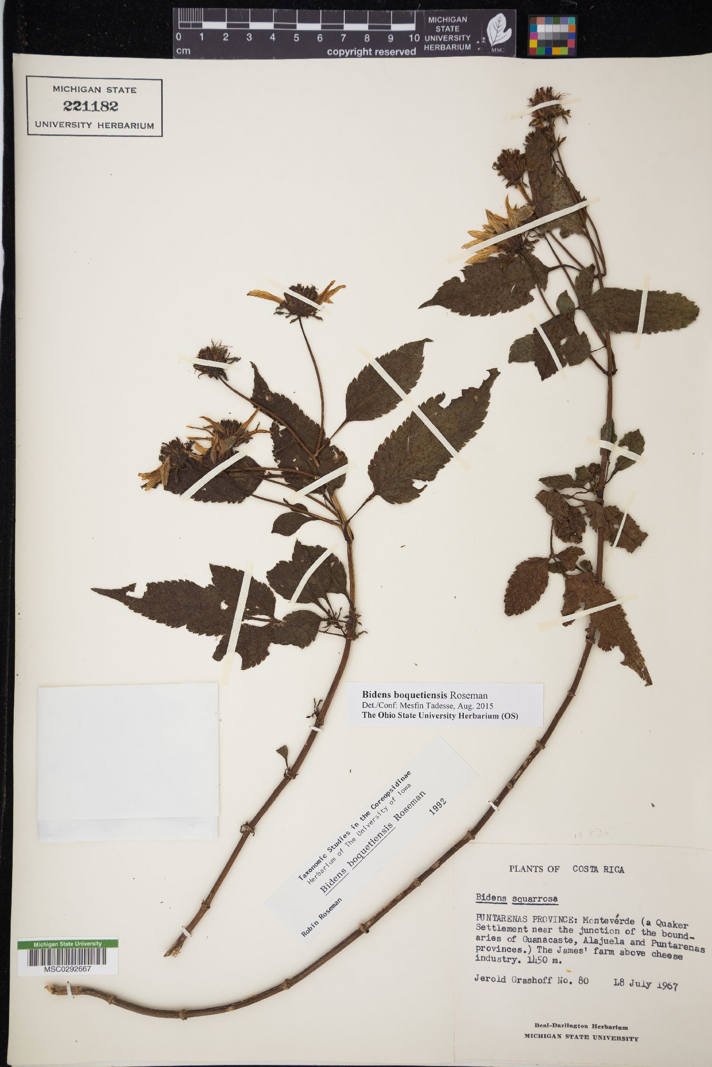 Bidens reptans image