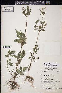 Bidens pilosa image