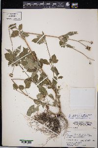 Bidens pilosa image