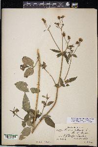 Bidens pilosa image