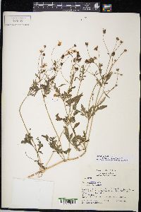 Bidens alba image