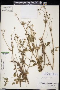 Bidens alba image