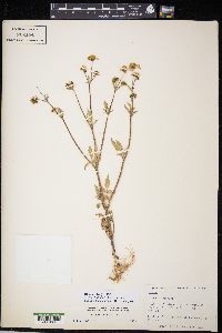 Bidens alba image