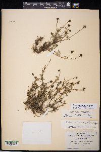 Bidens anthemoides image