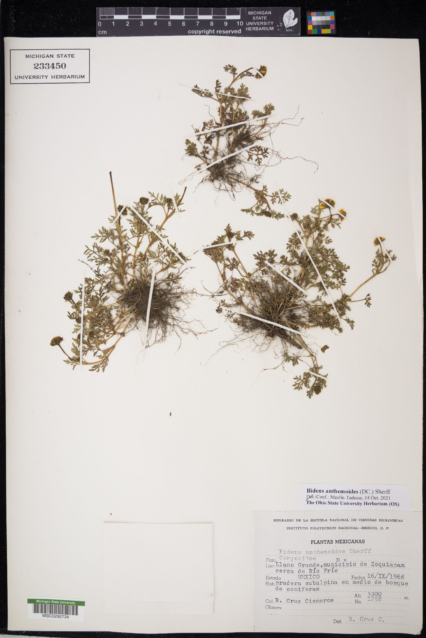 Bidens anthemoides image