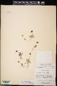 Bidens anthemoides image