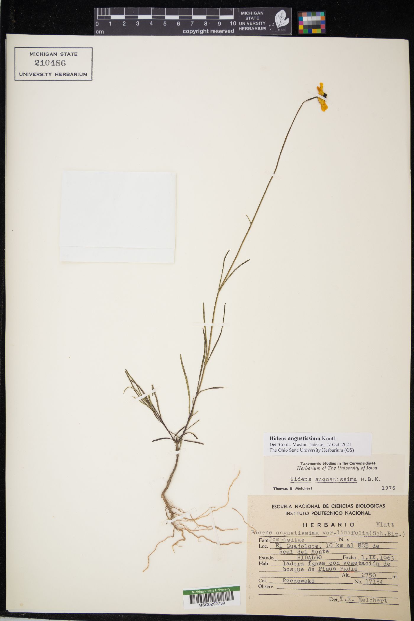 Bidens angustissima image