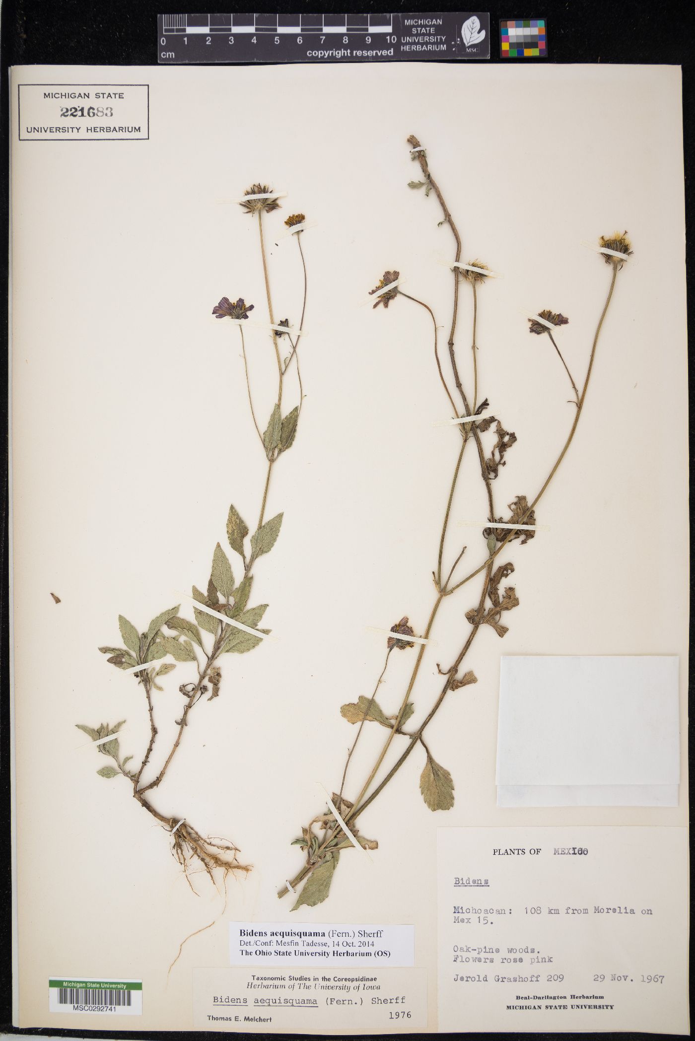 Bidens aequisquama image